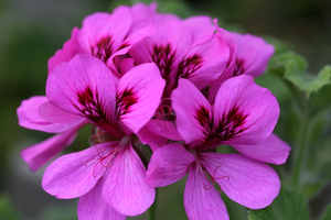garden/Pelargonium PurpleUnique.jpg{teaser.png}